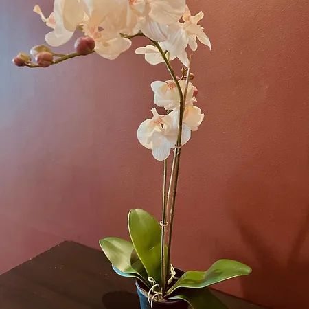 La Belle Adresse 디종