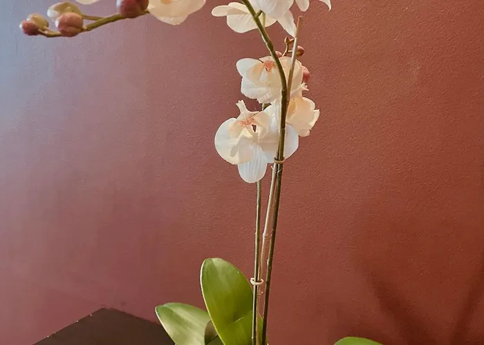 La Belle Adresse Dijon